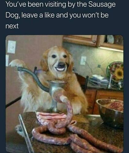 saussage dog