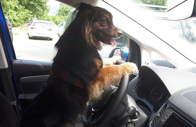 Hund im Auto