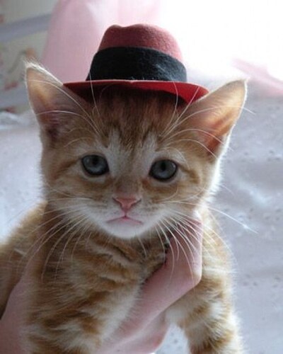 fedora-hat-cat