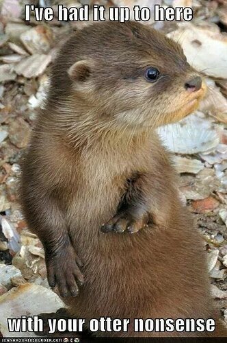 Otterly-cute