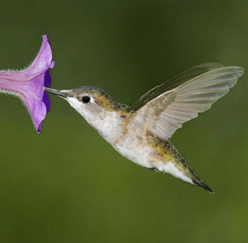 Ruby-throated-Hummingbird