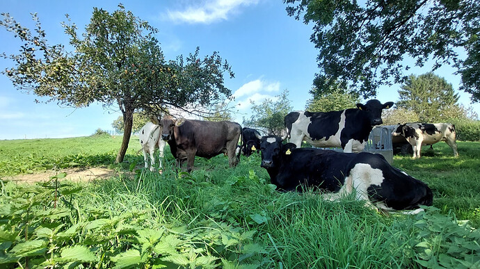 Kühe auf Obstwiese