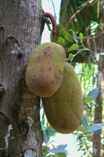 Jackfruit