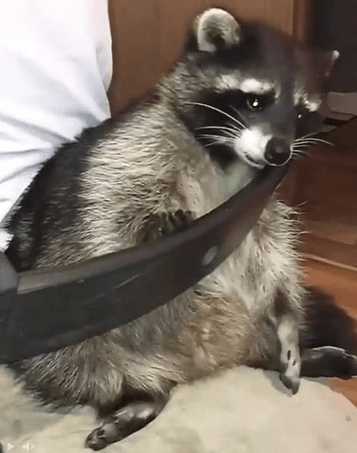 Racoon%20sad%20002