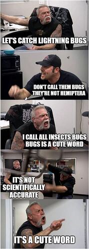 bugs