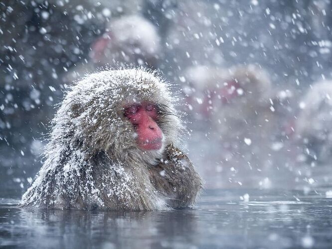 snow_monkey