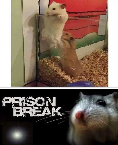 Prison-Break