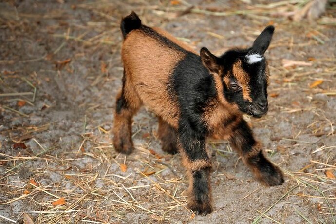 02-The-Story-of-This-Adorable-Baby-Goats-Fight-For-Life-Will-Make-Your-Day-Courtesy-Tara-Dickinson-Country-Extra-760x506