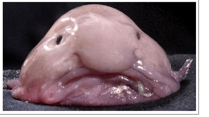 blobfish