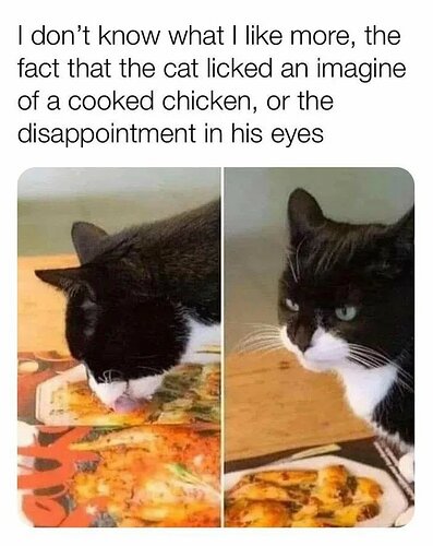 Disappointed-cat