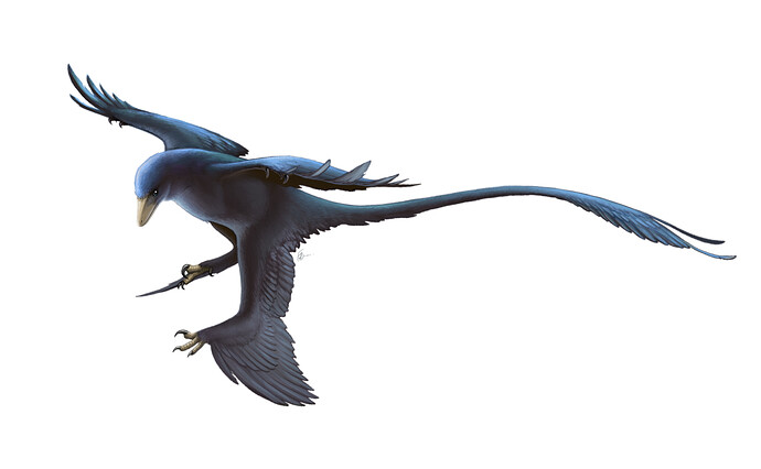 1920px-Microraptor_Restoration