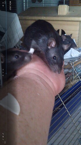 Ratties