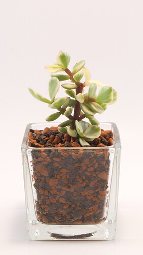 1-%20Portulacaria%20afra