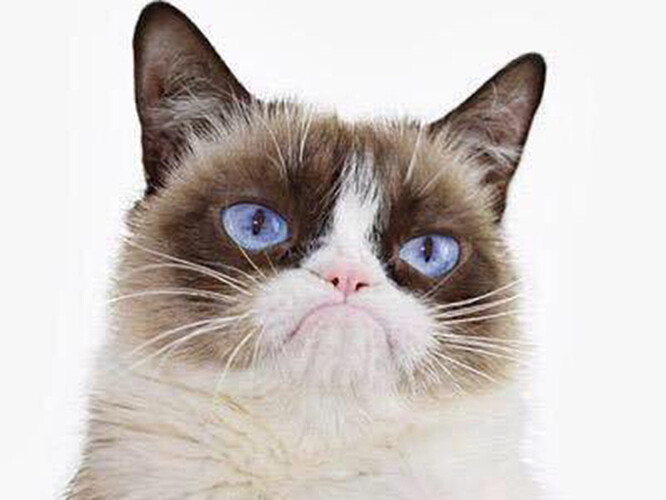 RDS_190517-Grumpy-Cat-1-1558097593492_16ac5da8494_large