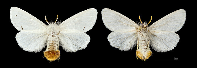 Euproctis chrysorrhoea MHNT.CUT.2012.0.357 Claix (Isère) Female-1