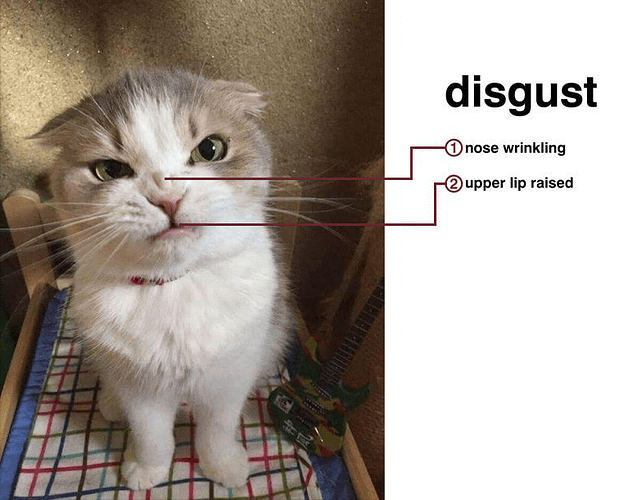 disgusted%20cat2