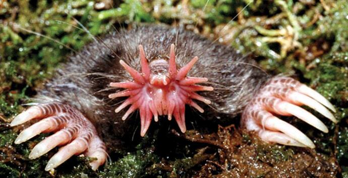 01-star-nosed-mole