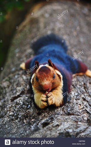 the-indian-giant-squirrel-or-malabar-giant-squirrelis-a-large-tree-C8FP82