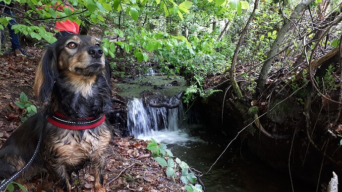 Hund an Wasserfall
