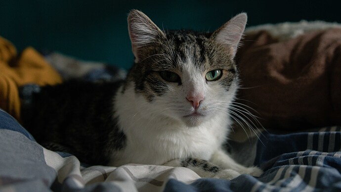 Katze-1