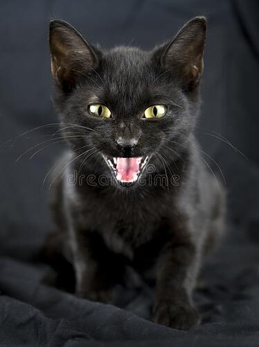 female-black-domestic-kitten-yellow-eyes-studio-background-hissing-cat-meow-western-history-cats-have-typically-been-128519233