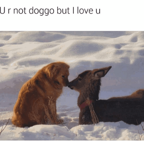 doggo-and-deer-meme