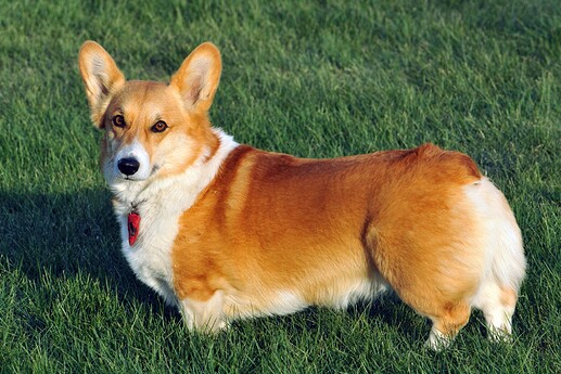 Welchcorgipembroke