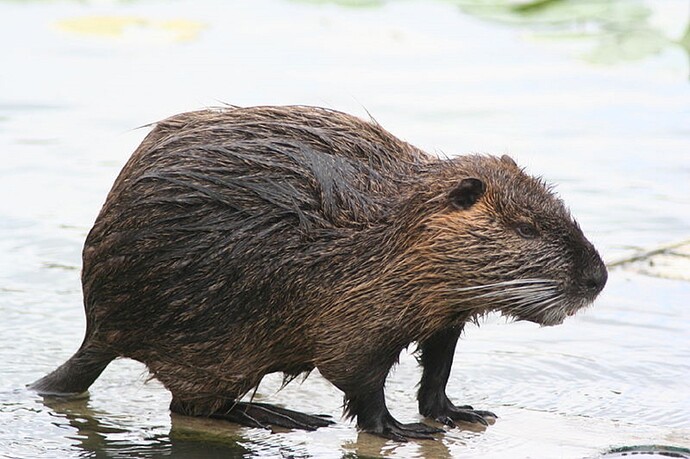 nutria_800px-myocastor_coypus_philippe_amelant