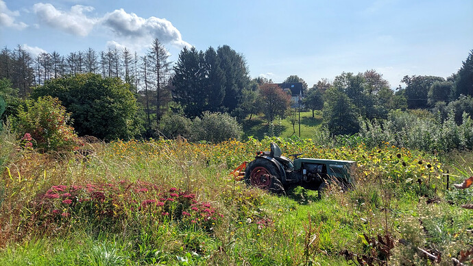 Traktor in Blumenwiese