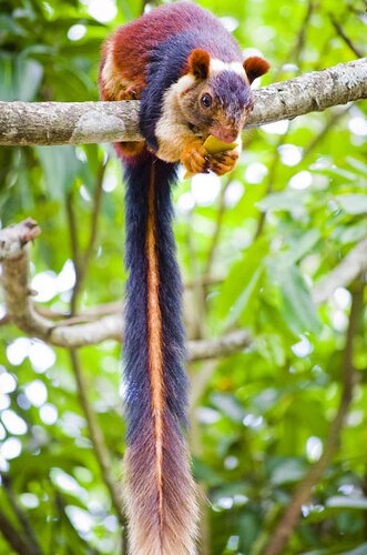 colorful-squirrel-tail