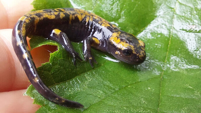 Salamander