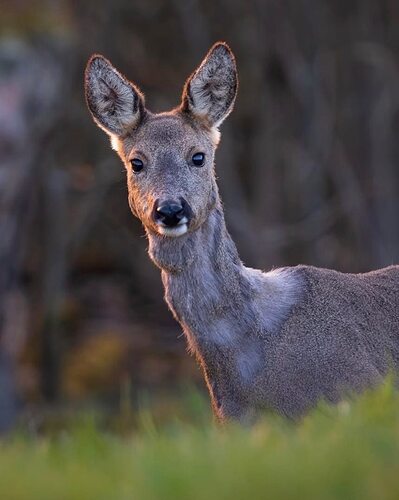 wildlife_sauerland_20201021_181828_0