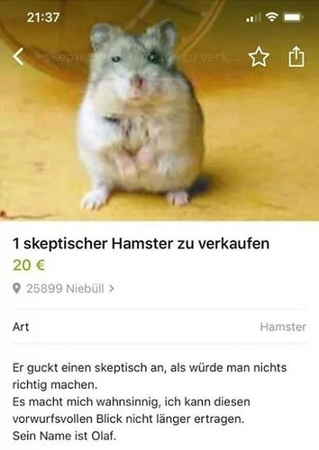 Skeptical-Hamster-for-sale---his-name-is-Olaf