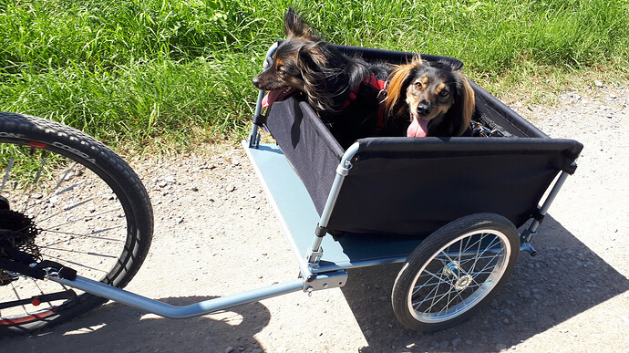 Hunde im Hänger