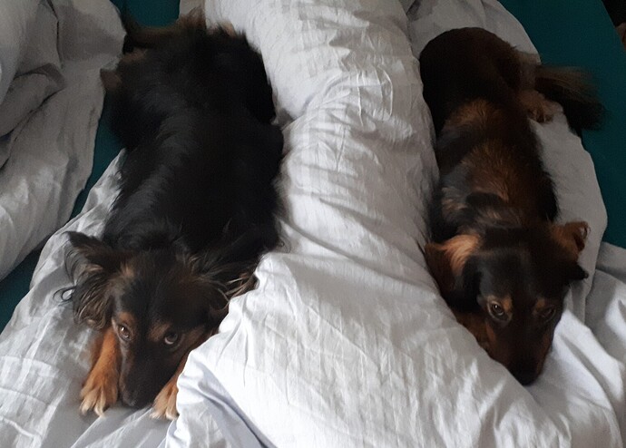 Hunde im Bett? Dürfen die das???