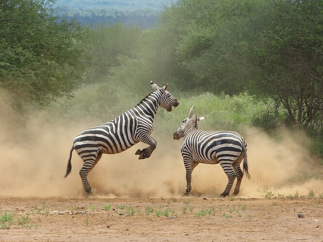 Zebra_1