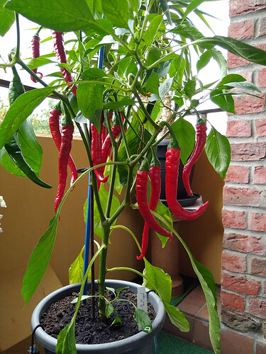 chili