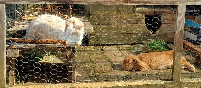 Kaninchen liegen rum