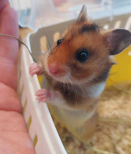 Hamster