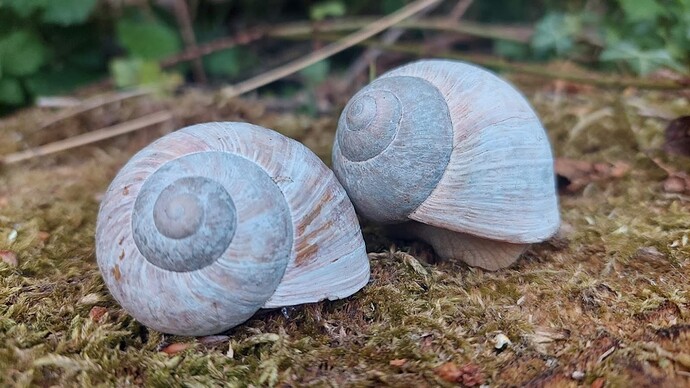 Weinbergschnecken