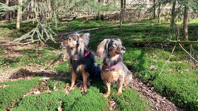 Hunde beim Sonnenbaden