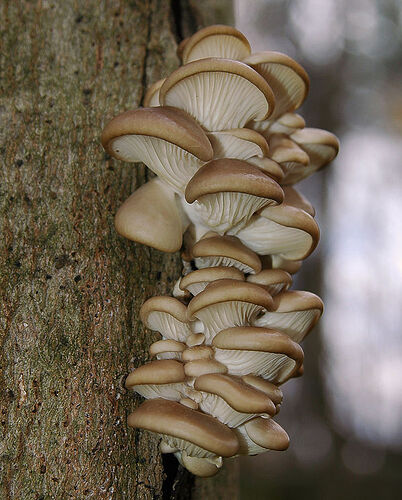 600px-2010-10-28_Pleurotus_ostreatus_(Jacq.)_P._Kumm_116409_cropped