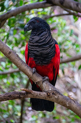 Pesquets-dracula-parrots-birds-new-guinea-4-5e5539347826e__700