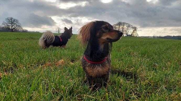 Hunde gucken