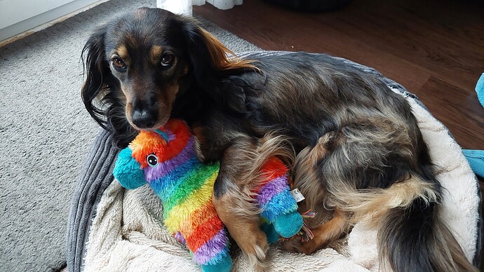 Halbdackeldame mit Regenbogenlama