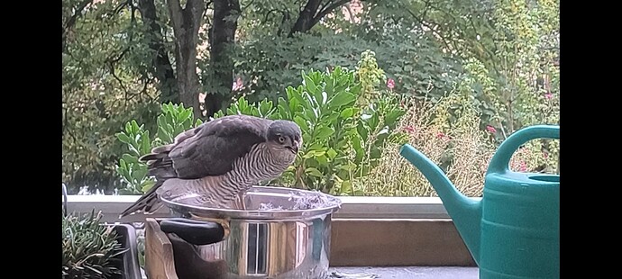 Screenshot_2025-10-01-18-16-12-559_com.miui.mediaviewer