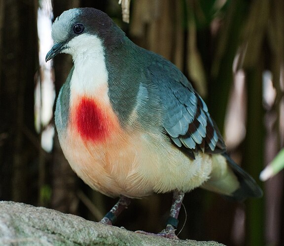 Australien2010_0547_LuzonBleedingHeart