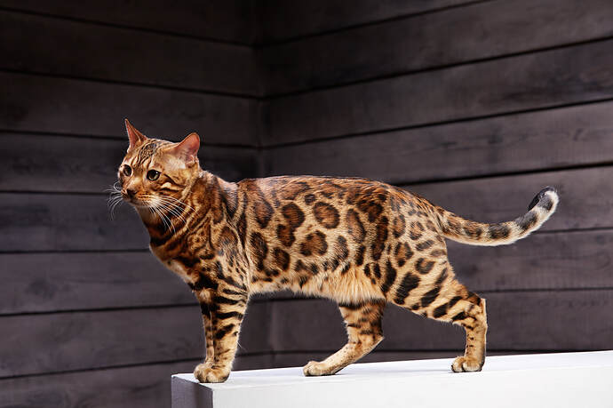 How-big-do-Bengal-Cats-grow