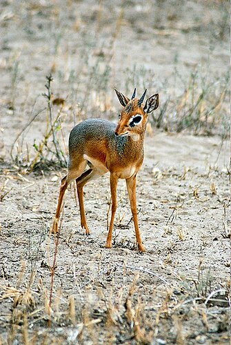 401px-Dik-dik_(male)-Tarangire_National_Park-Tanzania