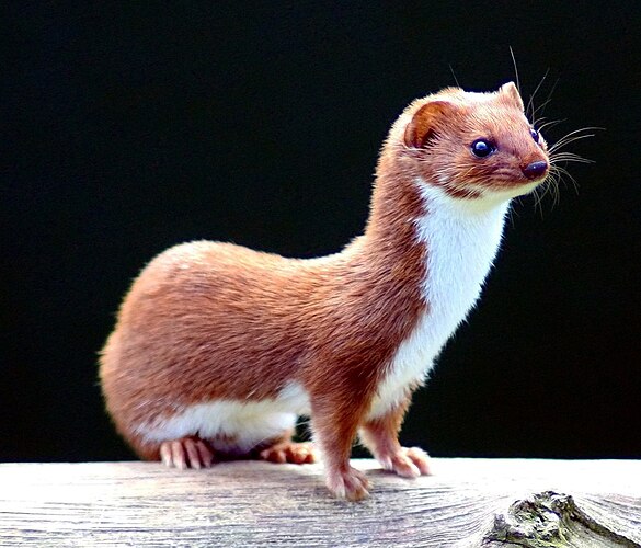 1280px-Mustela_nivalis_-British_Wildlife_Centre-4